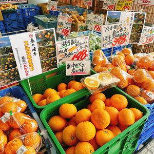 甘夏がおいしそう 甘夏がおいしそう