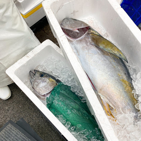 沼津港直送のマグロ