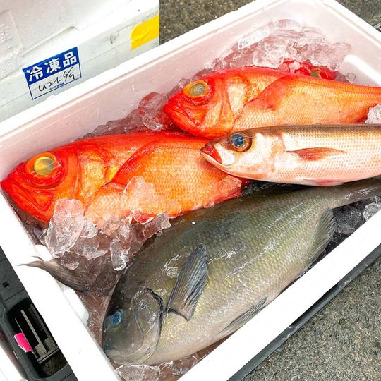 沼津港直送の魚たち