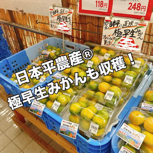 極早生みかん