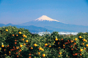 日本平農産からの風景